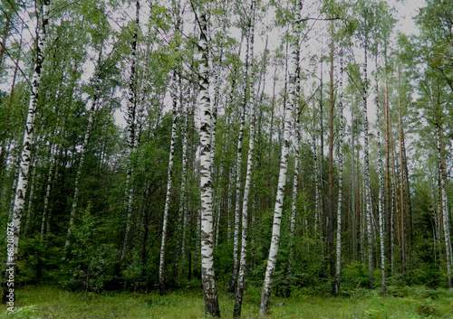 Plakat brzoza lato las natura