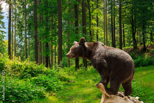 Naklejka drzewa natura mężczyzna