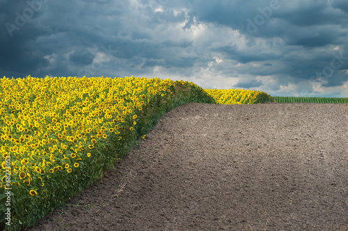 Fotoroleta natura pyłek piękny