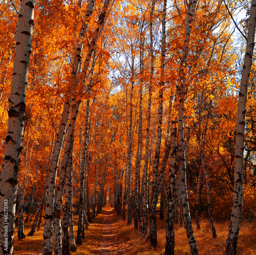 Fototapeta krzew natura jesień