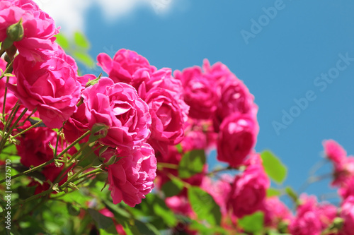 Fotoroleta piękny bukiet ogród kwitnący