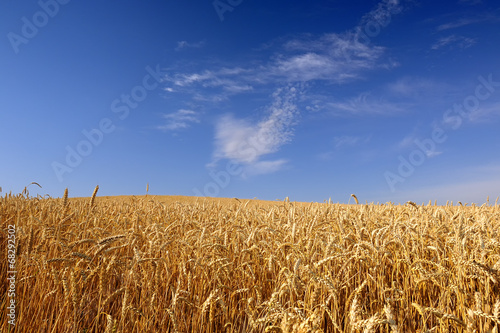 Plakat zboże roślina natura żniwa pszenica