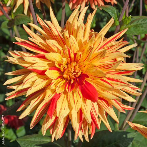 Obraz na płótnie roślina kwiat lato jesień