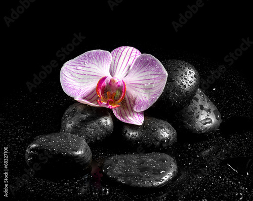 Obraz na płótnie woda rosa kwiat storczyk natura