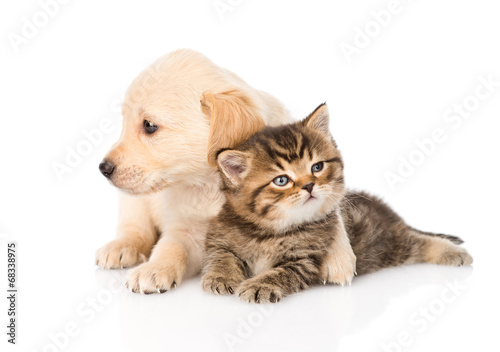 Obraz na płótnie Szczeniak golden retriever przytula kociaka