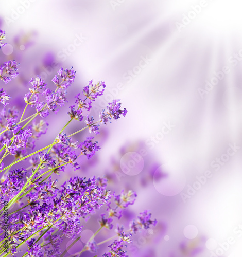 Fotoroleta zdrowie natura aromaterapia kwiat