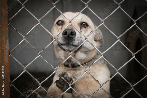 Naklejka pies canino schronisko samotność smutek