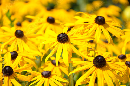 Naklejka jesień ogród kwiat rudbekia 