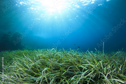 Naklejka woda trawa natura