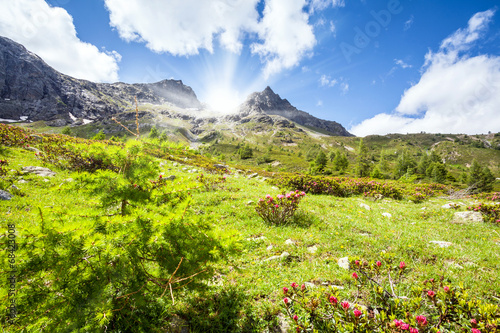 Fotoroleta pastwisko natura słońce alpy