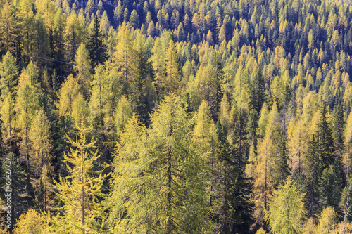 Fotoroleta jesień widok bezdroża las