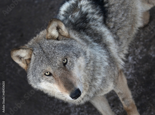 Naklejka dziki zwierzę ssak carnivore stojący