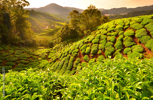 Naklejka dolina herbata wzgórze
