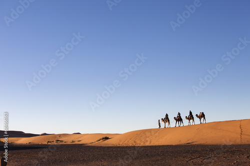 Fototapeta afryka arabian zwierzę arabski