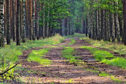 Fototapeta las słońce brzoza trawa