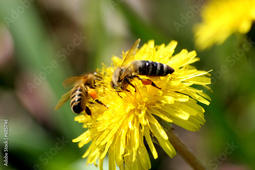 Plakat kwiat fauna natura owad