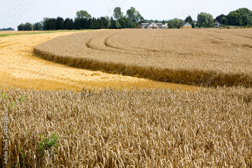 Fotoroleta spokojny natura roślina