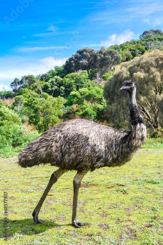 Naklejka pejzaż wieś australia zwierzę