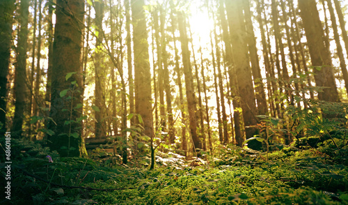 Naklejka drzewa natura mech widok