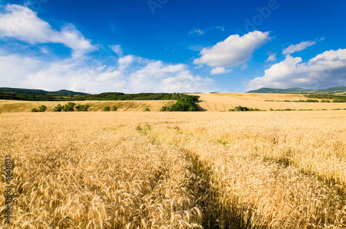 Fotoroleta roślina natura piękny