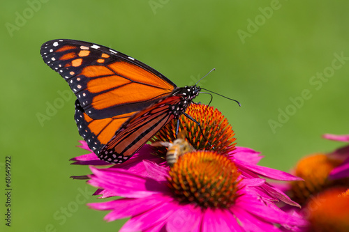 Fotoroleta motyl ogród ameryka północna natura ogrodnictwo
