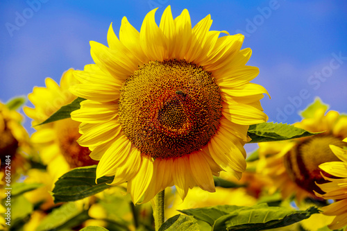 Plakat słonecznik lato kwiat roślina
