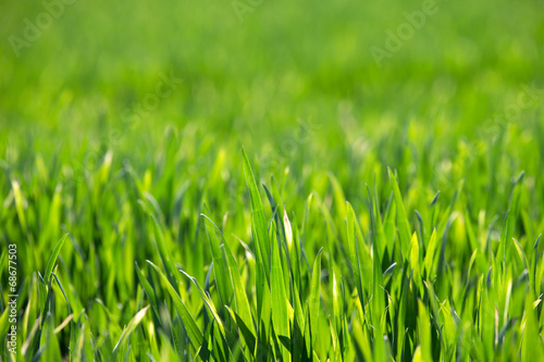 Fotoroleta łąka wzór pejzaż świeży
