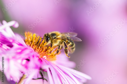 Fotoroleta łąka zwierzę roślina kwiat pyłek