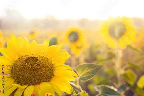 Fotoroleta świt kwiat niebo słońce