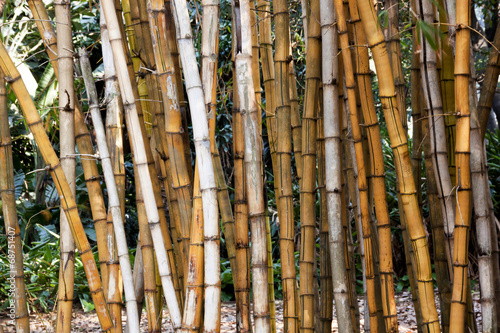 Fototapeta dżungla las natura orientalne