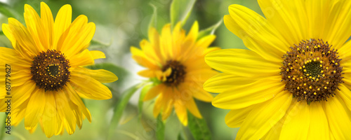 Fototapeta natura kwiat słonecznik roślinność flora