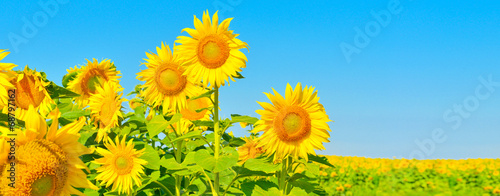 Fotoroleta słonecznik pole kwiat