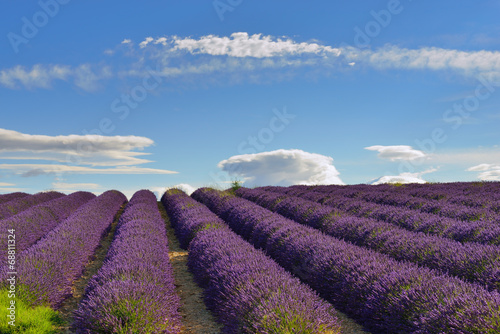 Fotoroleta wieś aromaterapia kwiat natura pole