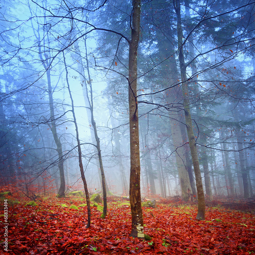 Obraz na płótnie dziki las jesień