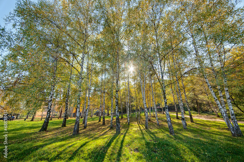 Fototapeta drzewa park piękny