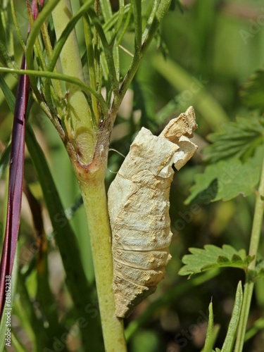 Plakat motyl rezerwat przyrody zagrożone gąsienica niespotykany