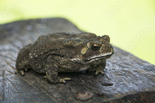 Naklejka dziki natura płaz żaba