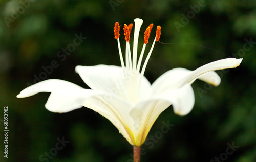 Naklejka ogród roślina kwitnący kwiat świeży