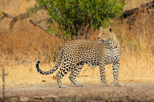 Plakat fauna dziki safari afryka