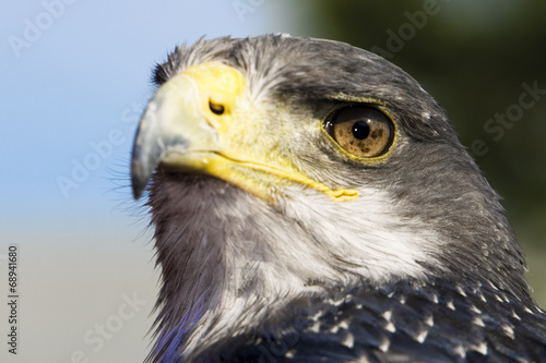 Fototapeta zwierzę portret europa natura myśliwy