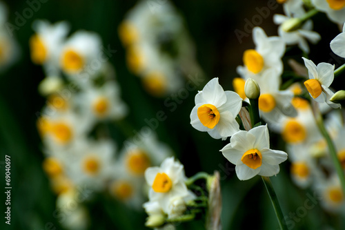 Obraz na płótnie narcyz roślina kwiat ładny