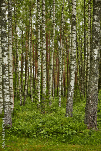 Fototapeta roślinność trawa natura drzewa