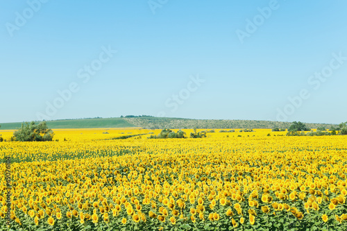 Plakat żniwa góra słonecznik