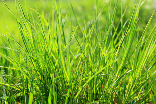 Naklejka piękny natura roślina