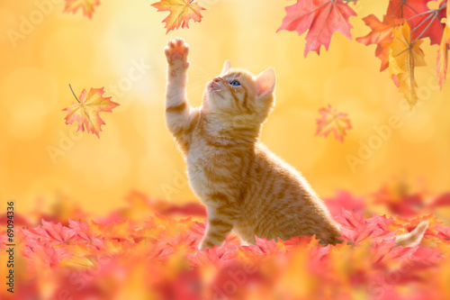Fotoroleta jesień zwierzę kot felino