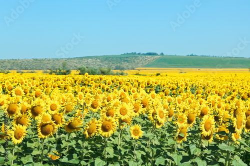 Fotoroleta natura góra widok ogród