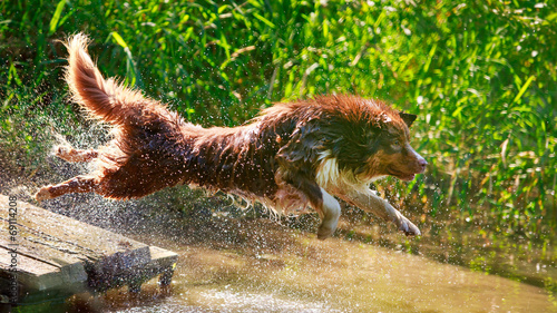 Naklejka pies natura woda zwierzę lato