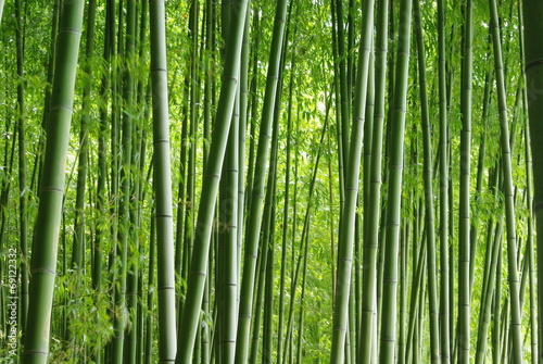 Obraz na płótnie krajobraz ładny las bambus