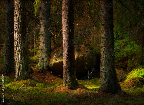Plakat sosna las natura szwecja