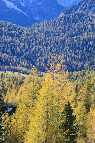 Fotoroleta jesień natura las alpy drzewa
